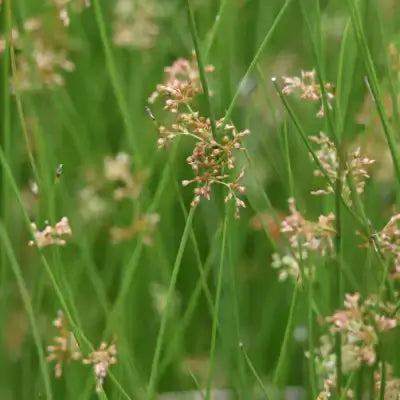 Soft rush grass close-up at TN Nursery