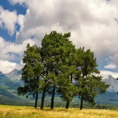 Tall pine trees standing in mountain landscape - TN Nursery