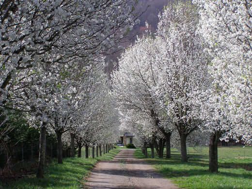 Bradford Pear Tree | Information | TN Nursery - TN Nursery