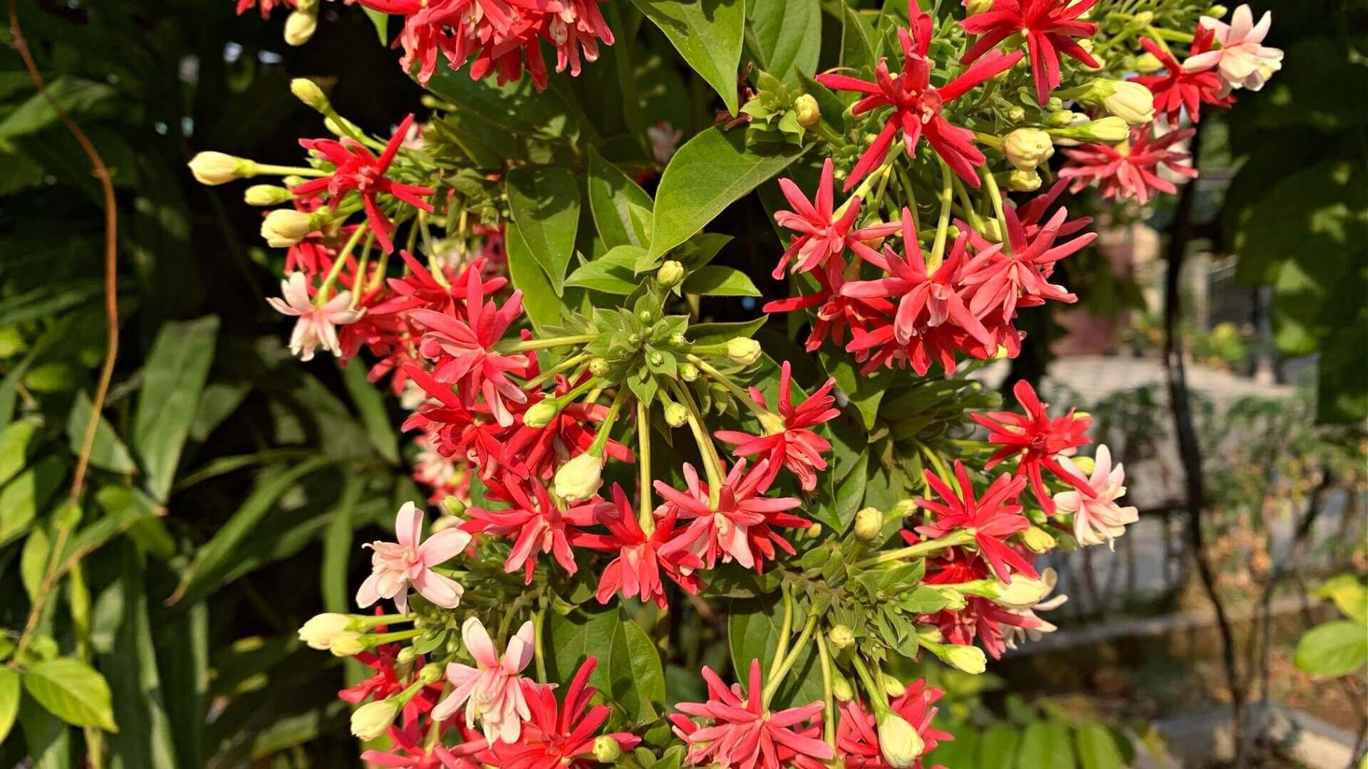 Flowering Vines