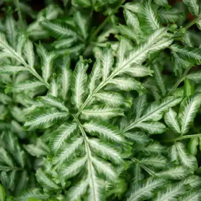 Brake Fern - Indoor and Outdoor Care - TN Nursery