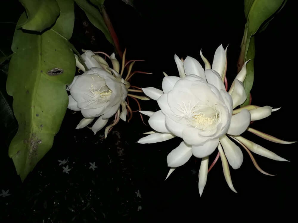 The Most Rare and Exotic Flowers | TN Nursery 