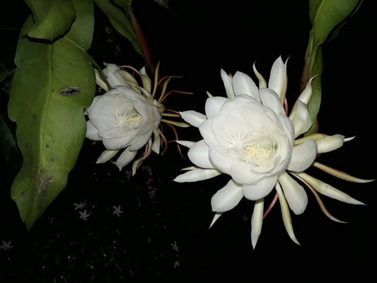 Image of Kadupul Flower - The Most Rare and Exotic Flowers | TN Nursery 