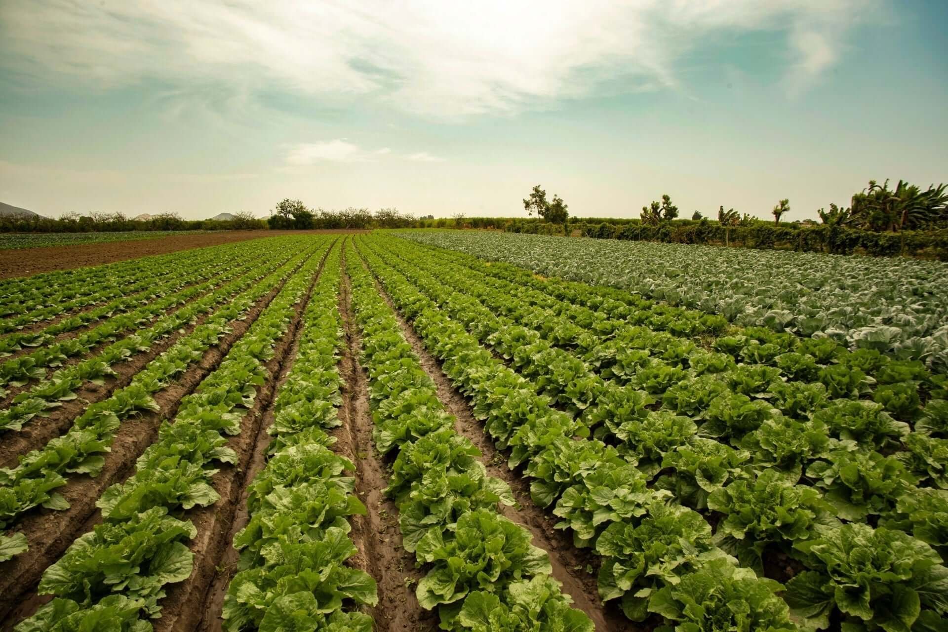 The Essence of Extensive Agriculture | TN Nursery