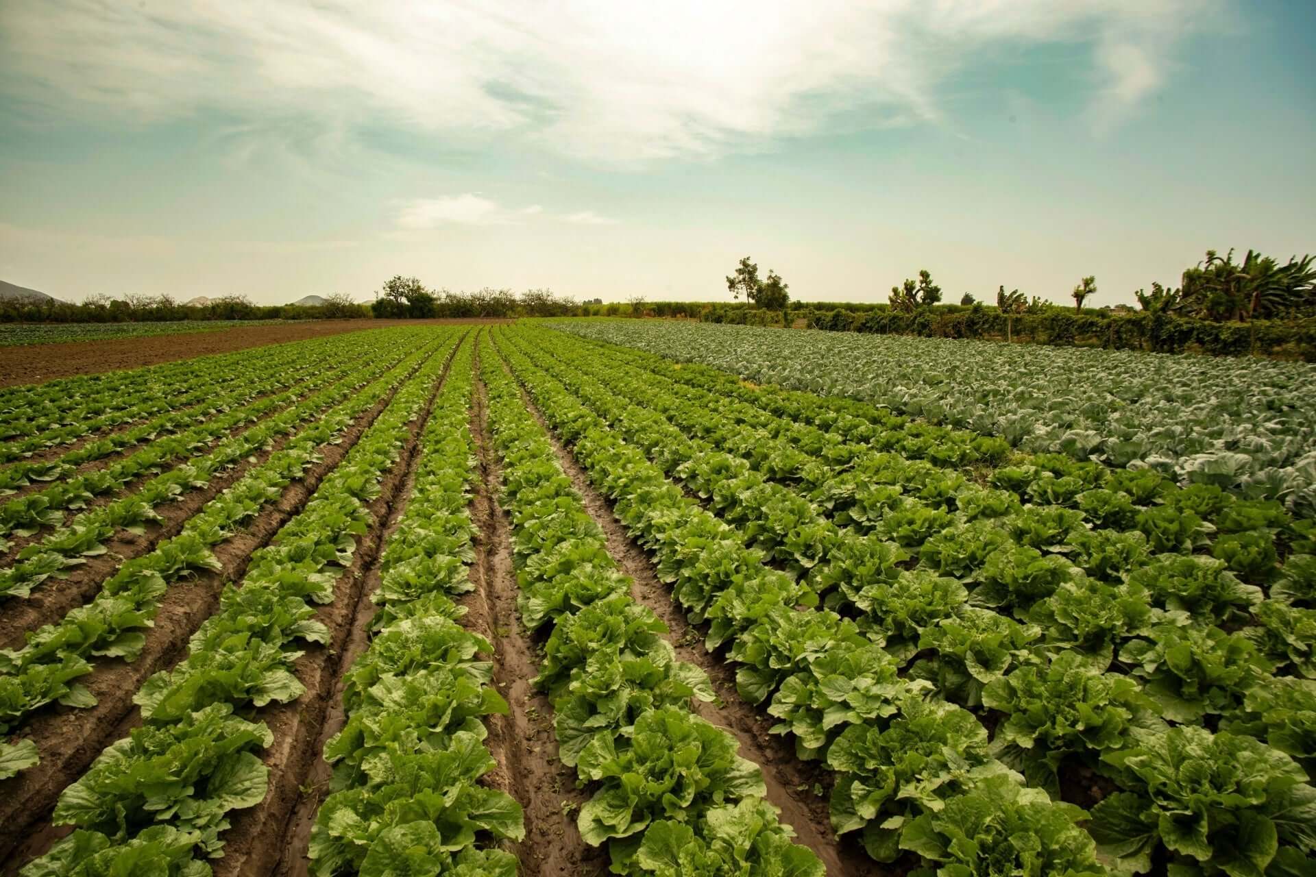 The Essence of Extensive Agriculture