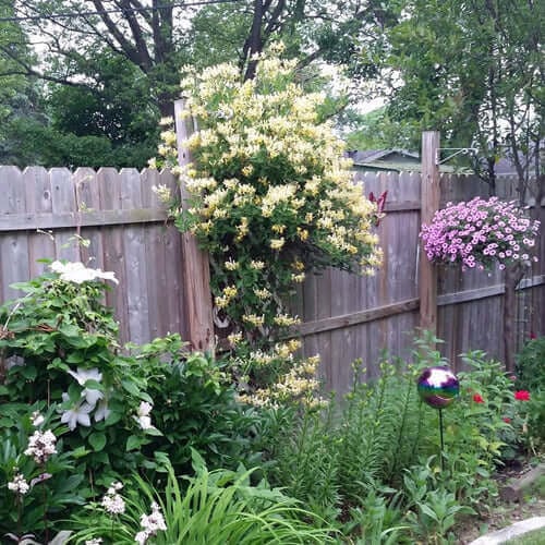 Honeysuckle Vine Likes It Cool - TN Nursery