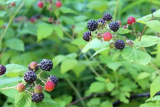 How to Grow Blackberries