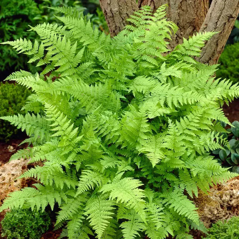A Complete Guide to Native Ferns