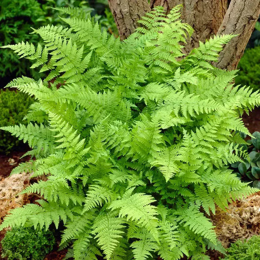 Fern