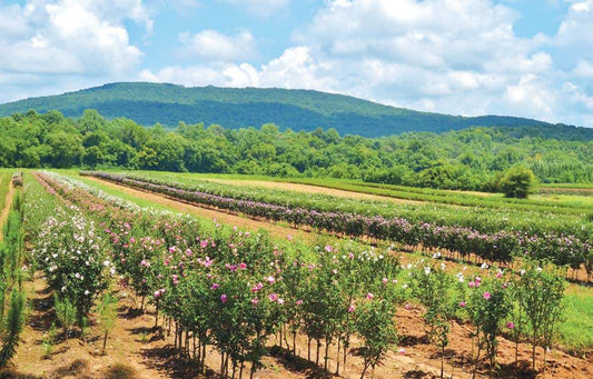 Sustainable Gardens