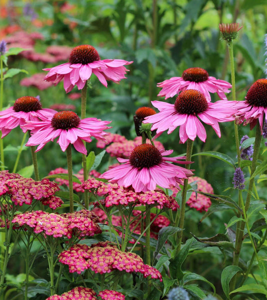 Low-Maintenance Perennial Plants