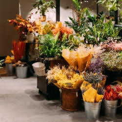 Plant Nursery Near Me: Hidden Gems Worth Visiting