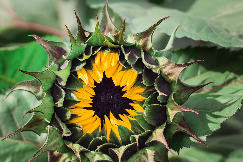 Your Guide to Planting Black Eyed Susan for Lush Gardens