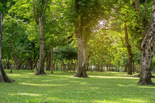 Shade Trees That Improve Soil and Wildlife Habitat