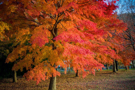 Red Maple Trees' Most asked Questions