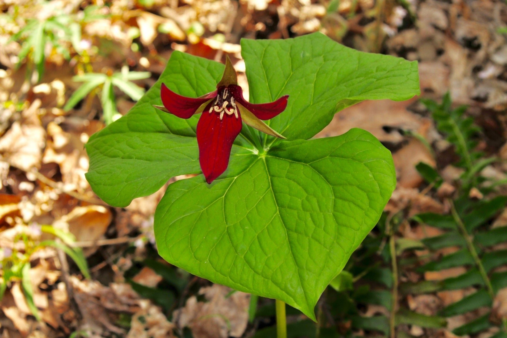 Red Trillium: A Striking Woodland Beauty