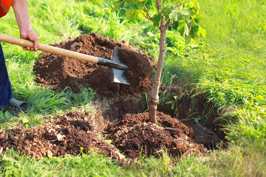 Replant for Profit- Grow Value With Every Seedling