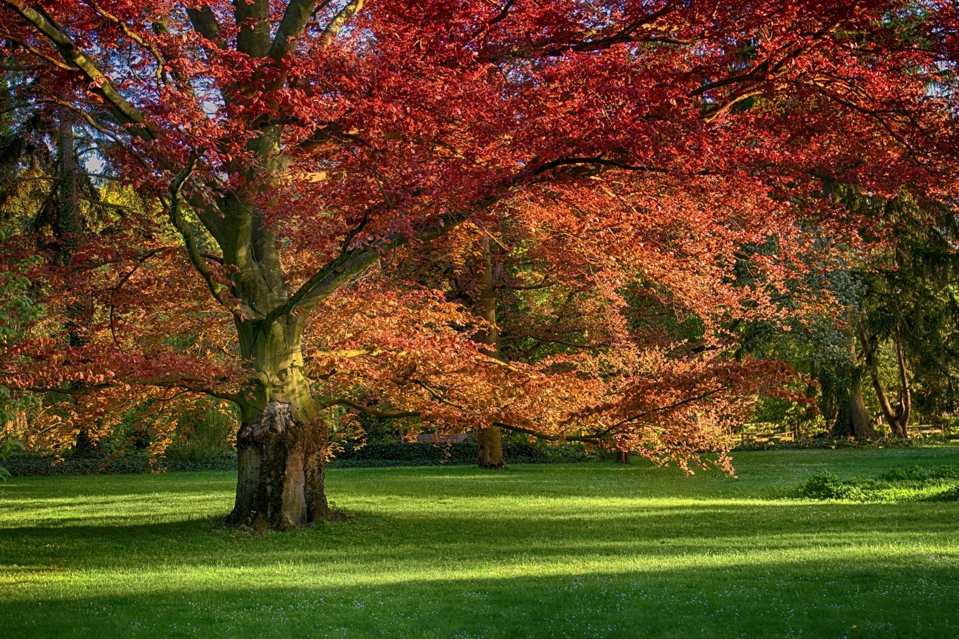 TN Nursery: Trees, Shrubs, Perennials and more...