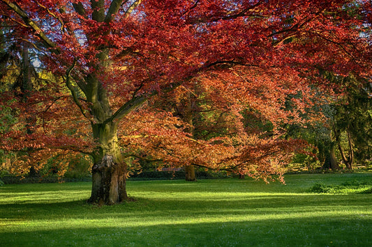 TN Nursery: Trees, Shrubs, Perennials and more...