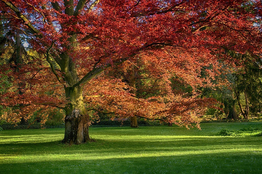 Red Oak Tree: A Majestic Shade Tree