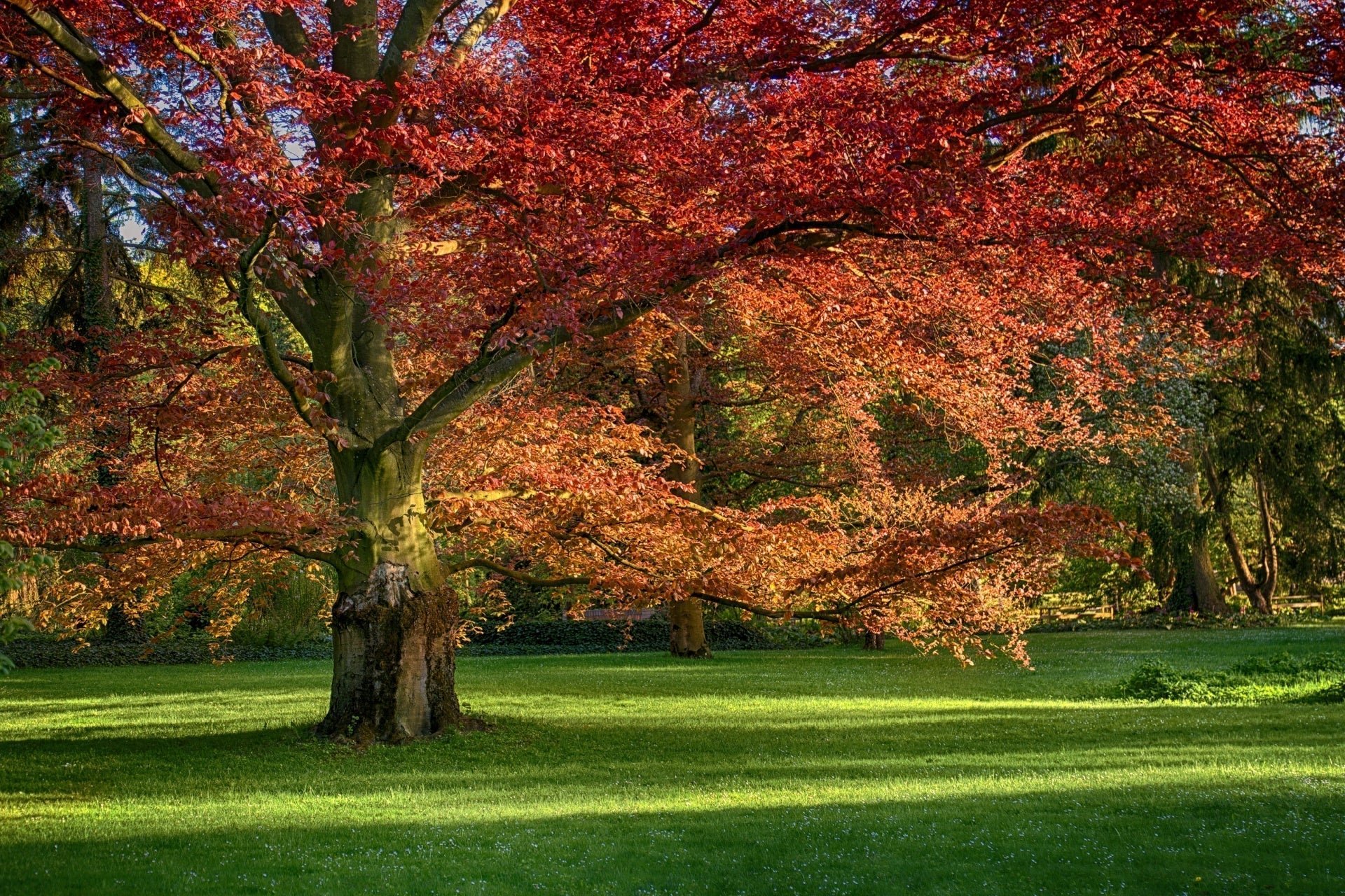 Red Oak: A Majestic Shade Tree
