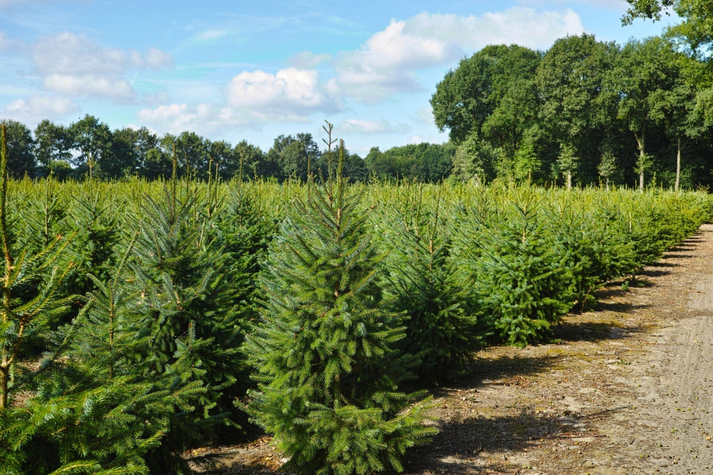 Best Trees for Your Landscape: Expert Tips and Top Picks – TN Nursery