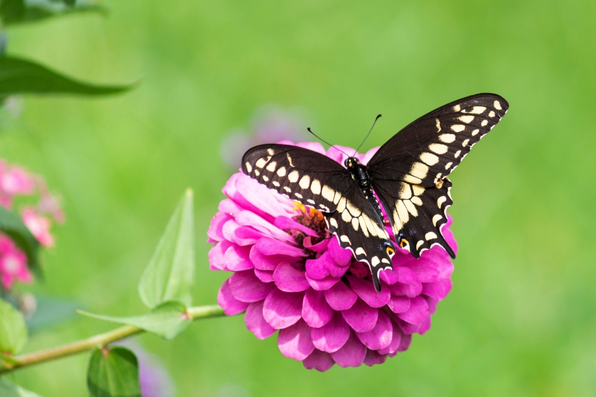 Pollinator