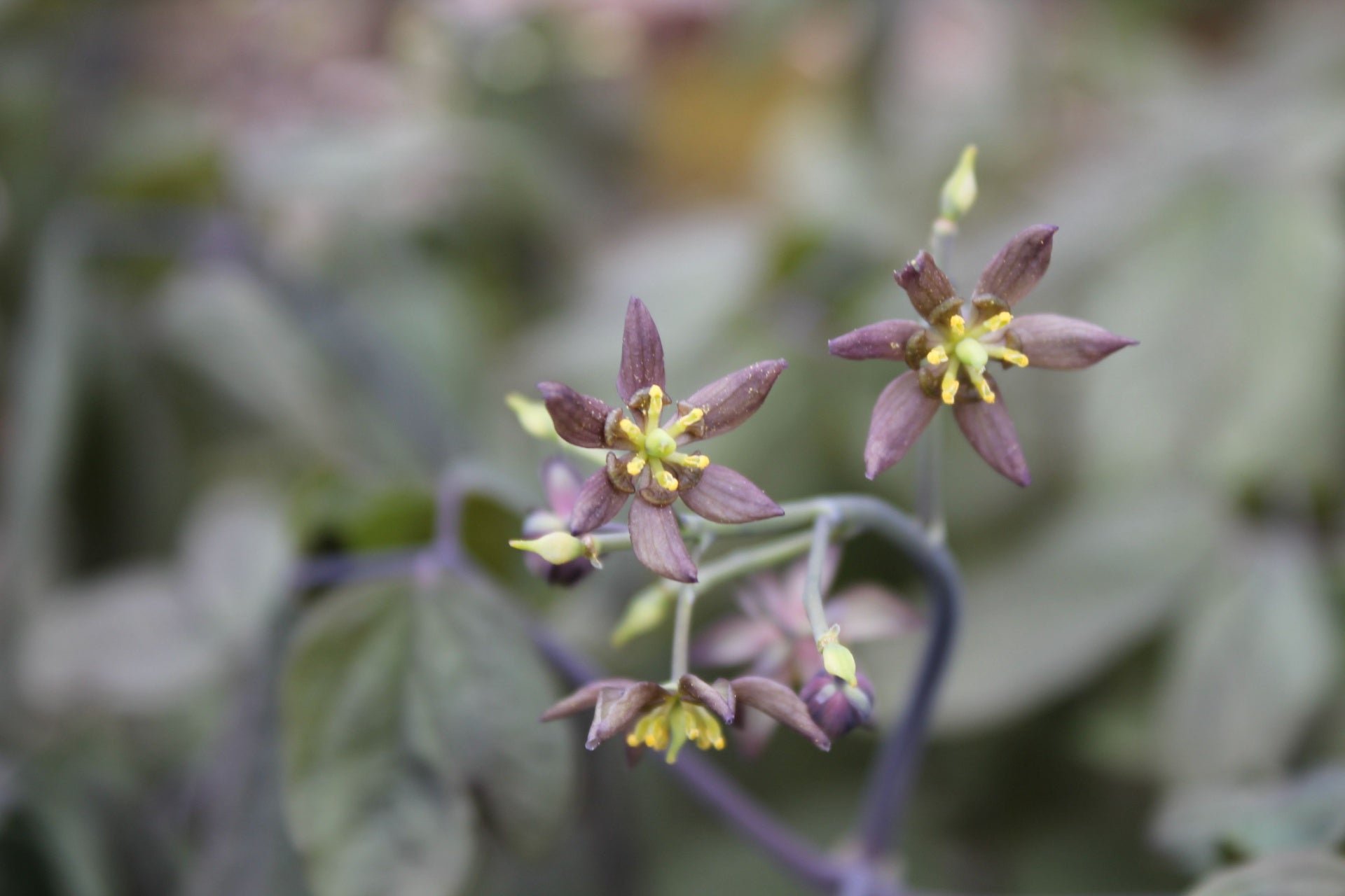 Blue Cohosh: A Vibrant Woodland Perennial