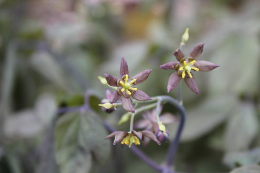 Blue Cohosh: A Vibrant Woodland Perennial