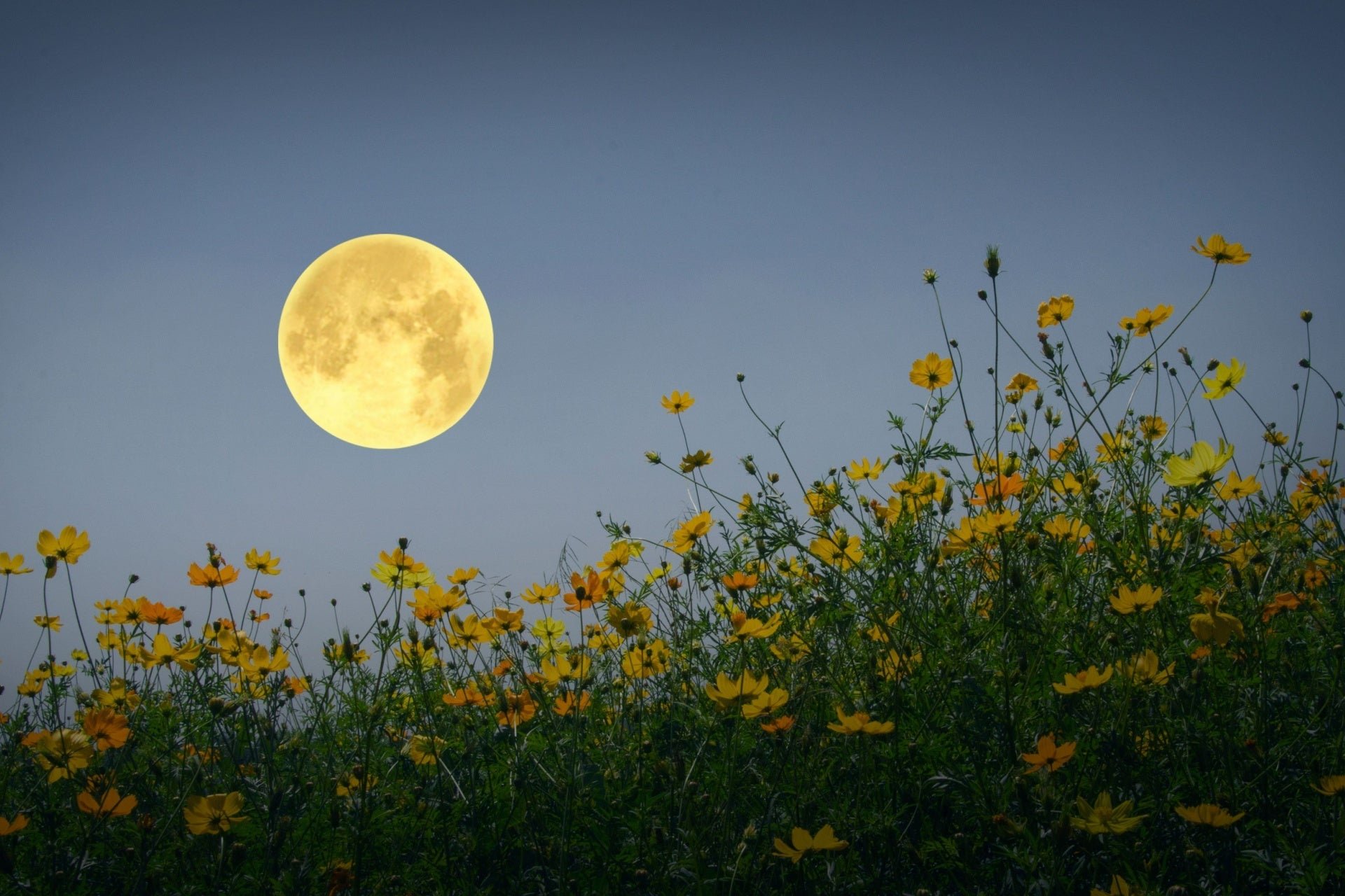 Moon garden