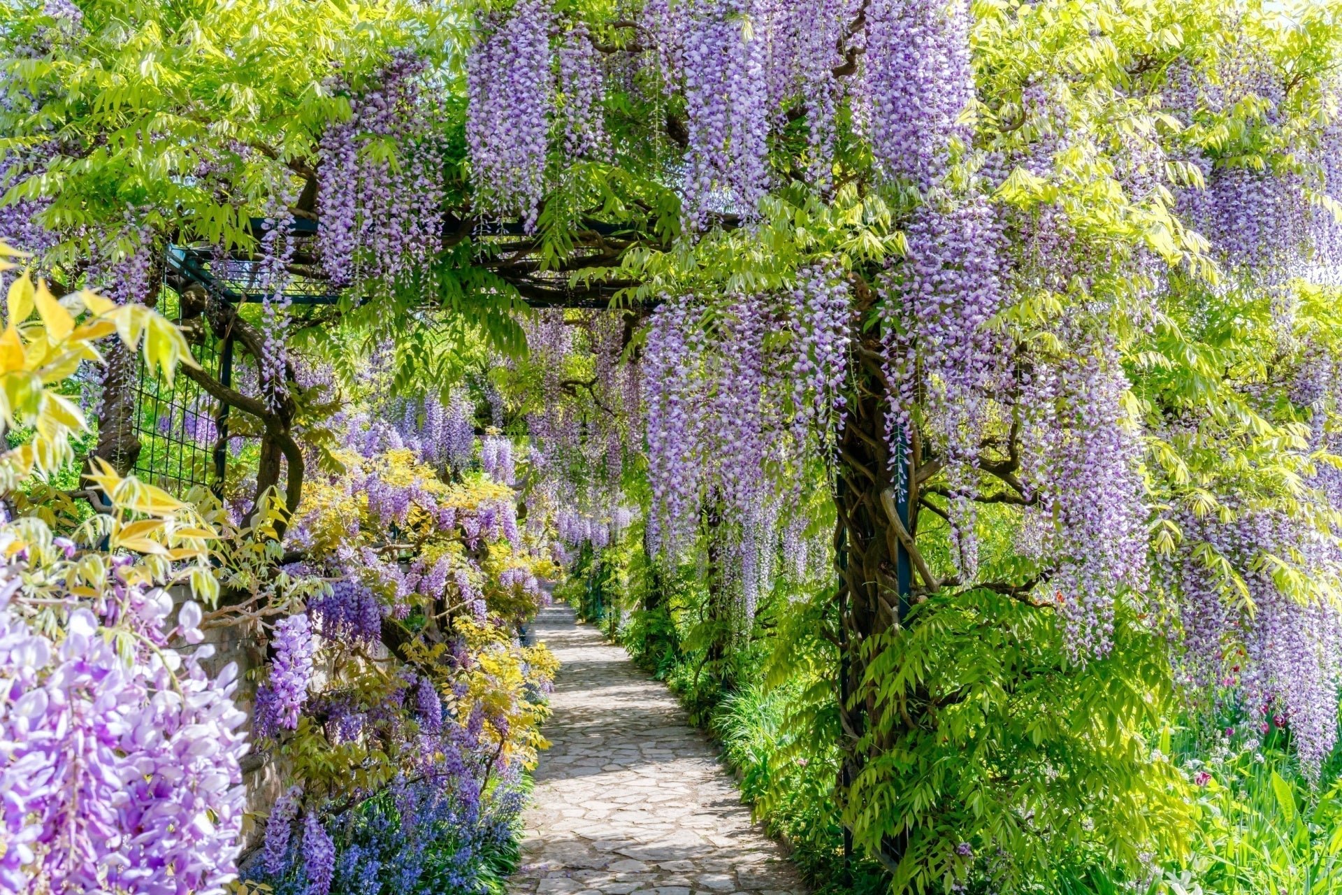 Wisterias Offer Timeless Beauty That Transforms a Garden