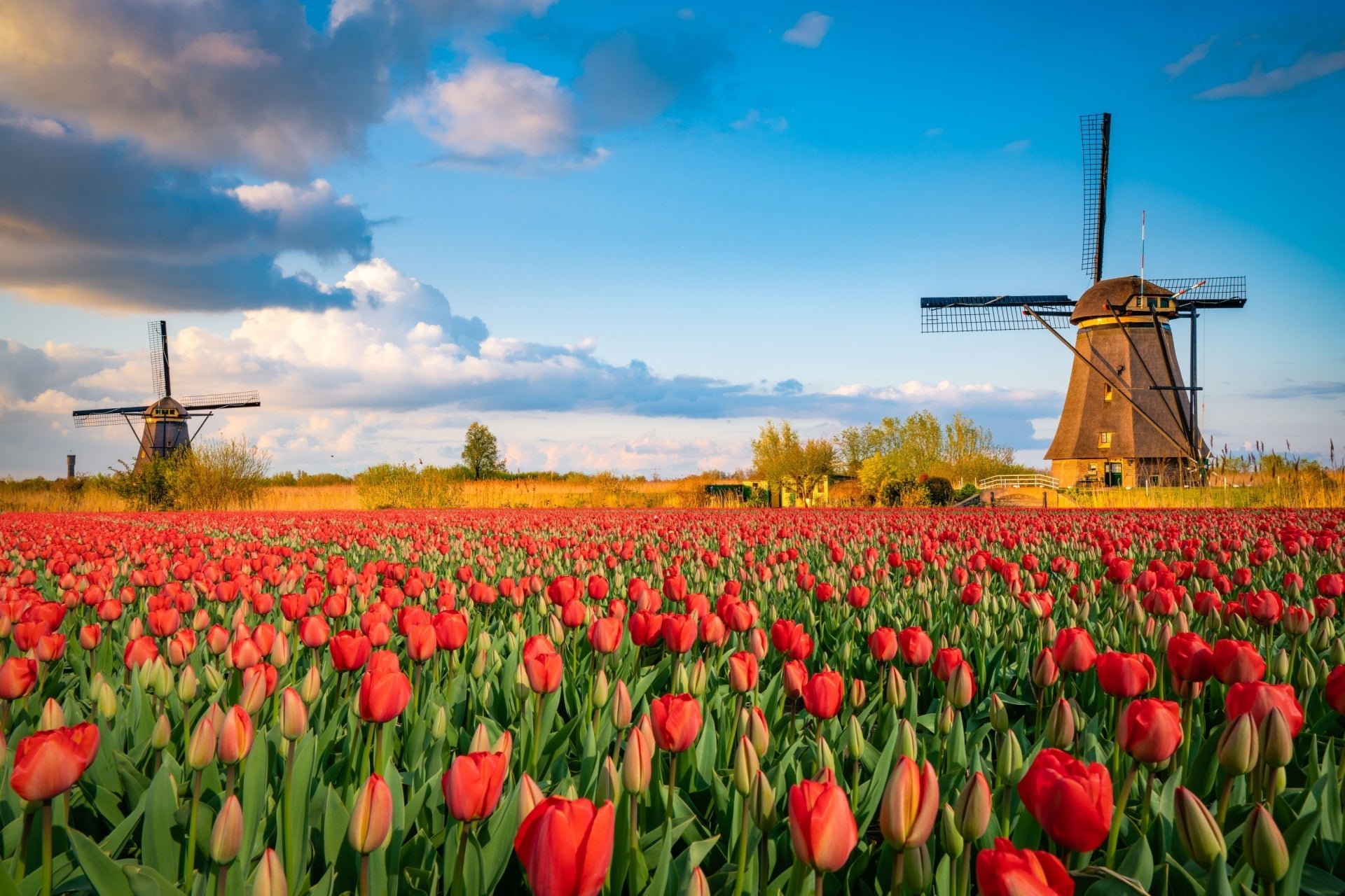 Why Gardeners Are Going Wild Over Red Flowers