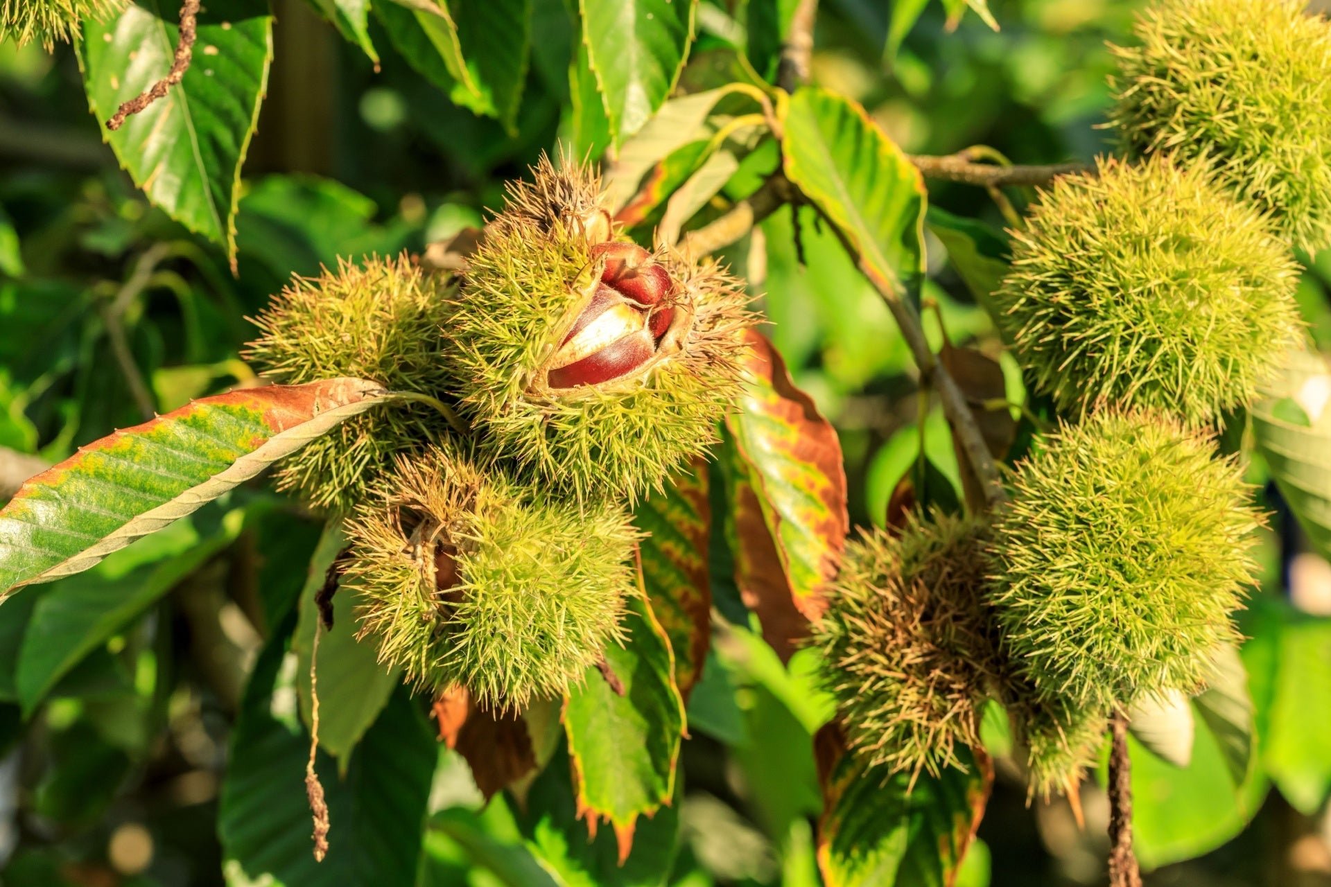 The Majestic Chinese Chestnut