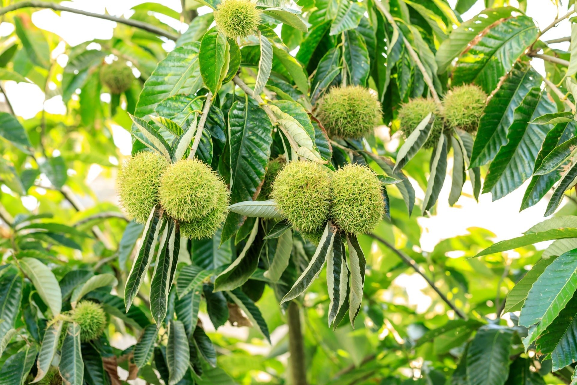 Chinese Chestnut Tree