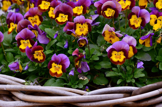 Pansies 