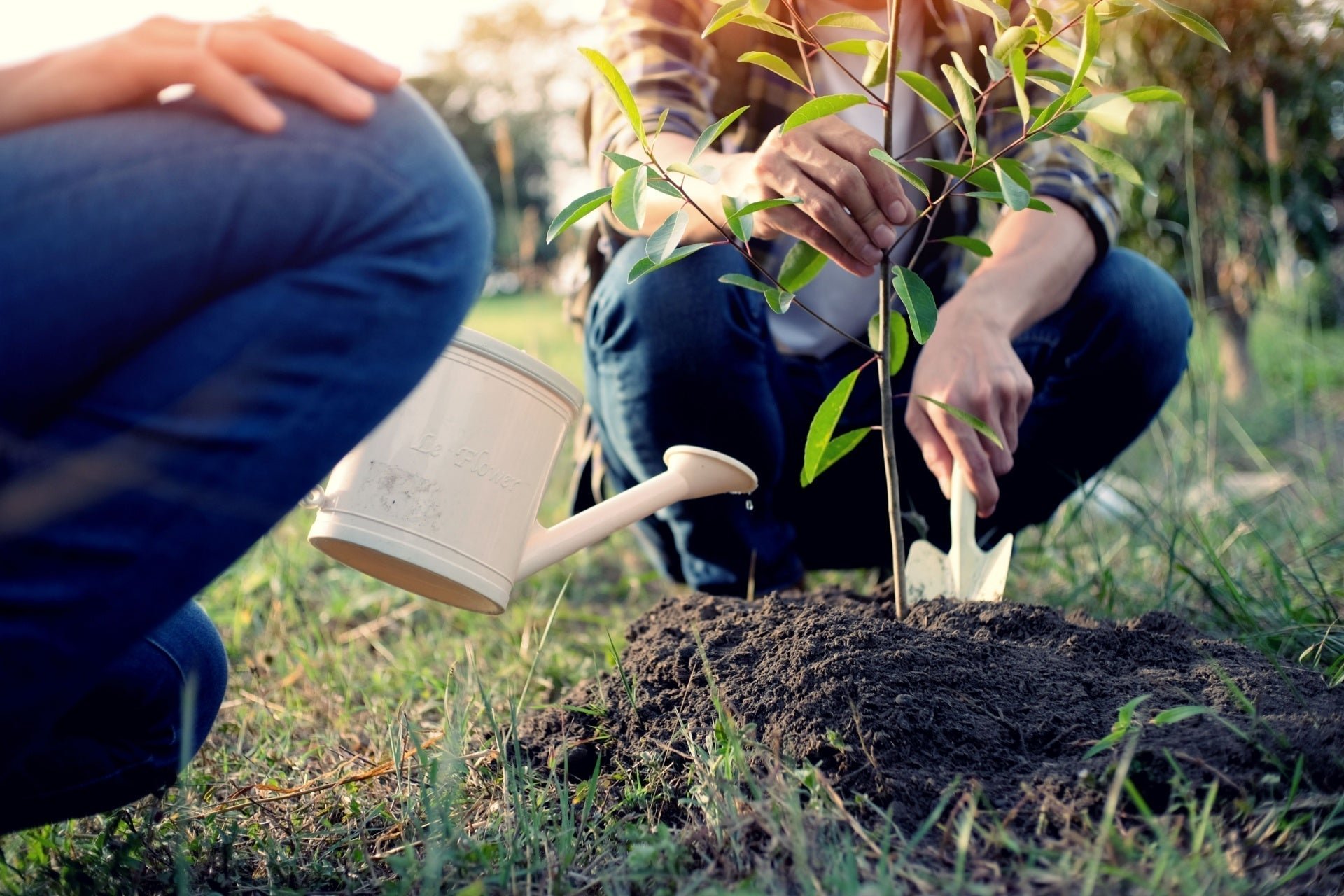 Proper Tree Watering: Balancing H2O for Growth
