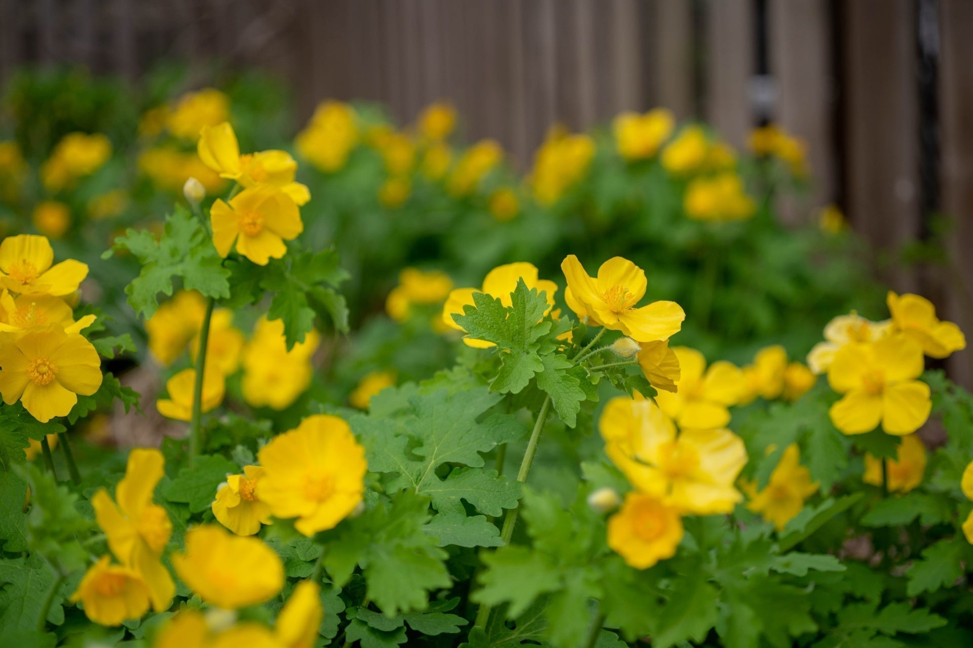 Celandine Poppy Plant - A Woodland Garden Jewel