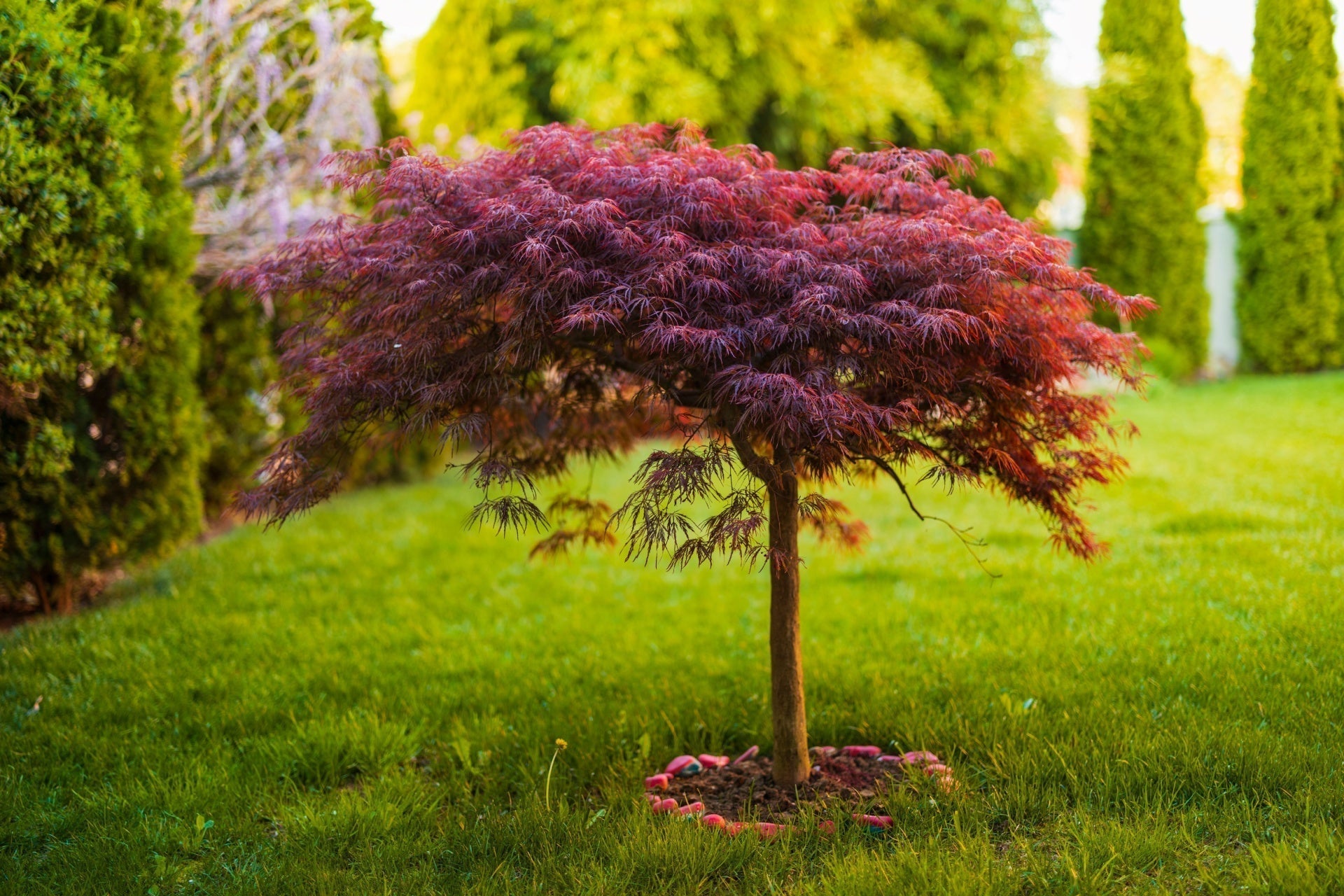 Japanese Maple Trees