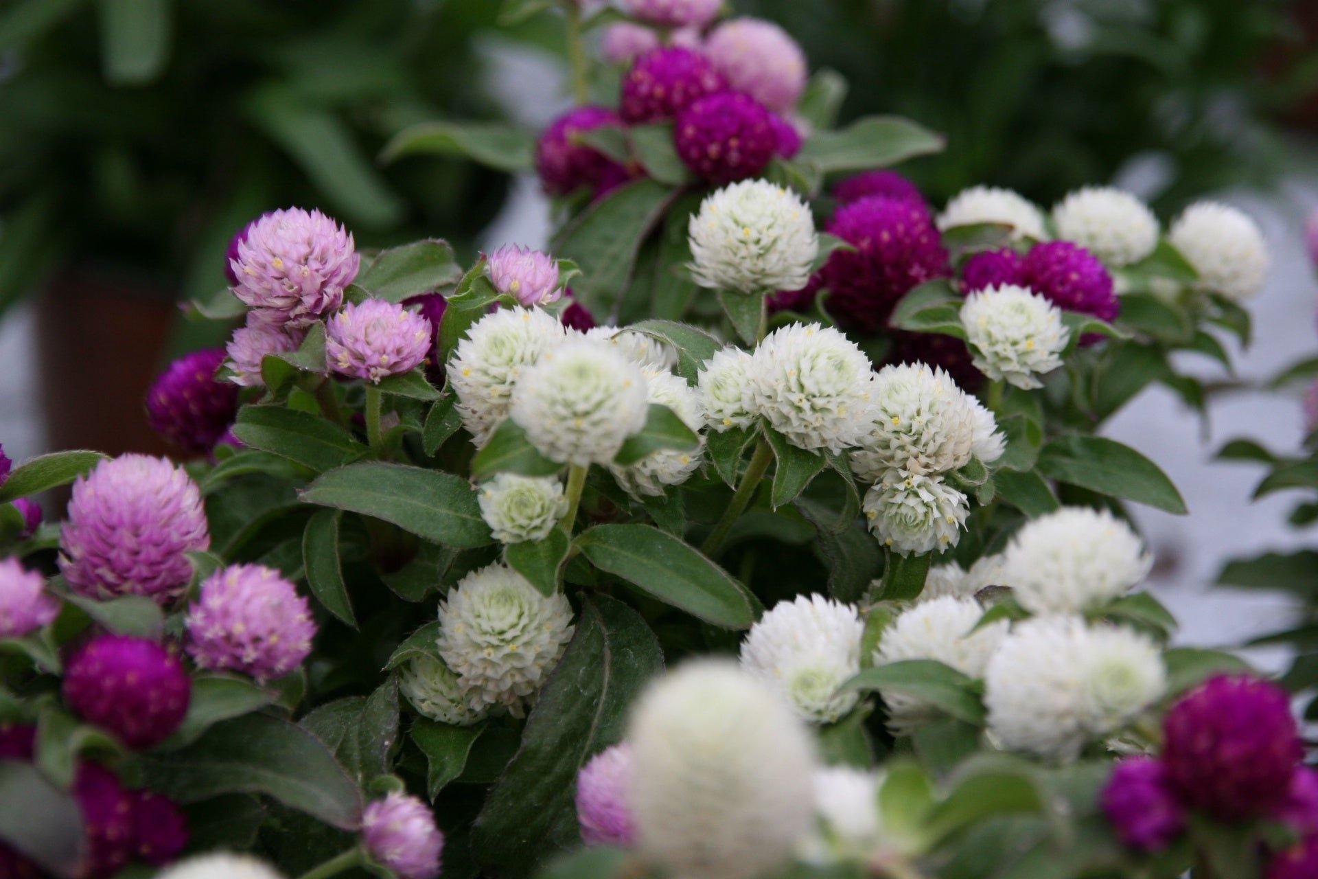 gomphrena