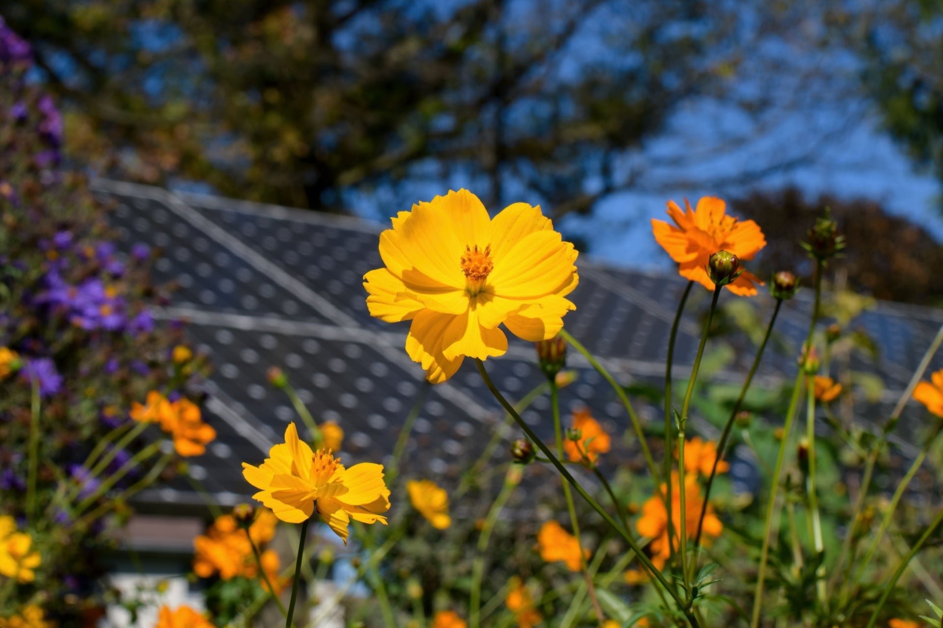 Sun Perennial