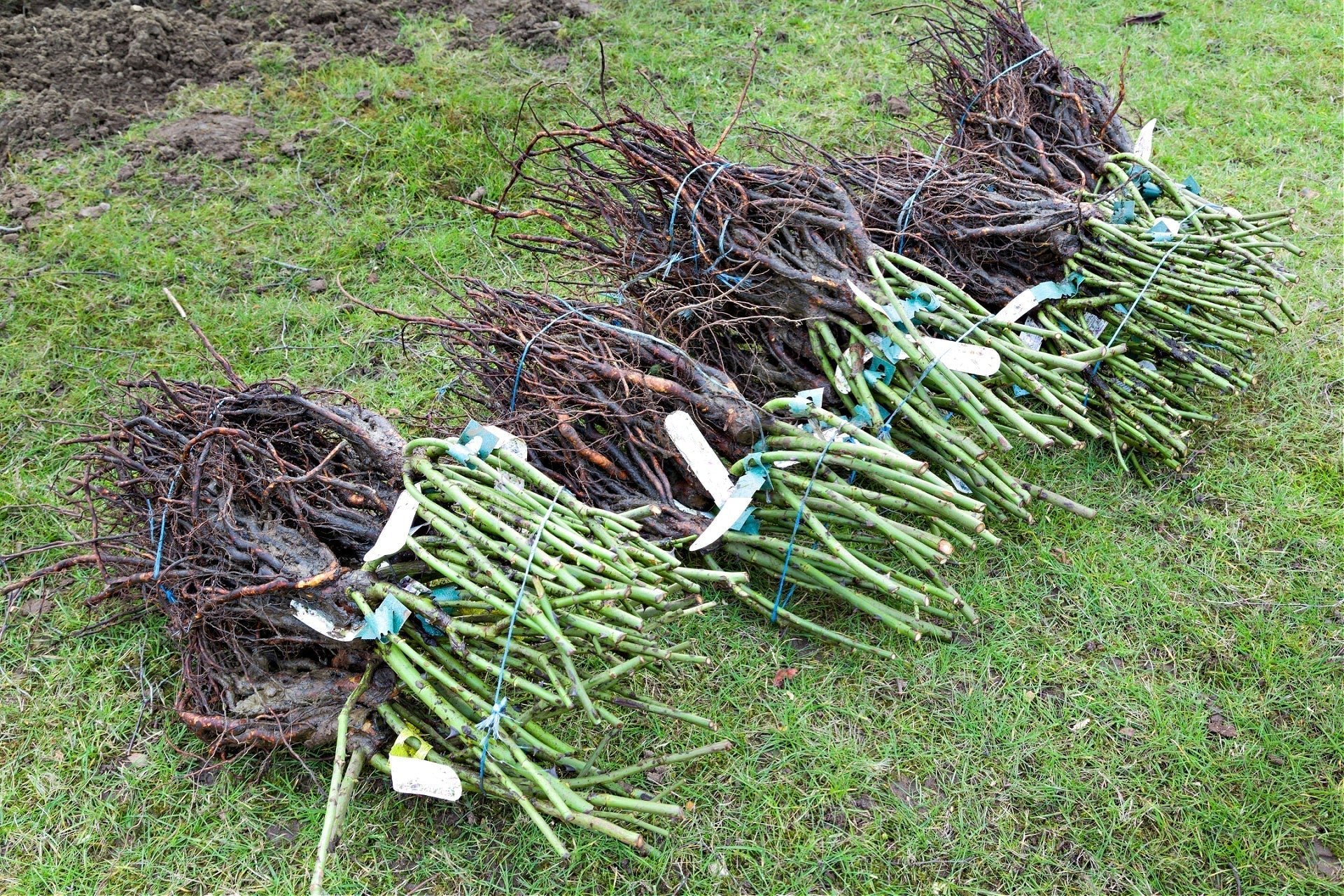 Bare Root Plant