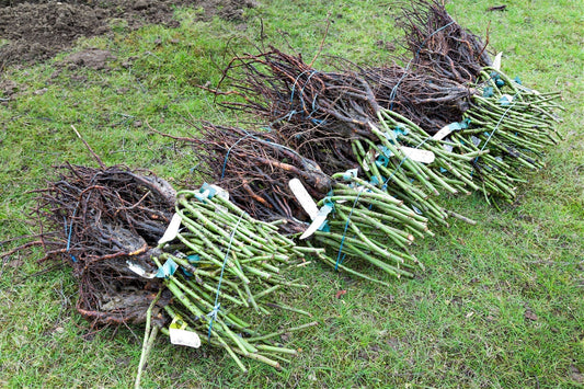 Bare Root Plant