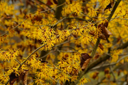 Enchanting Witch Hazel Shrub