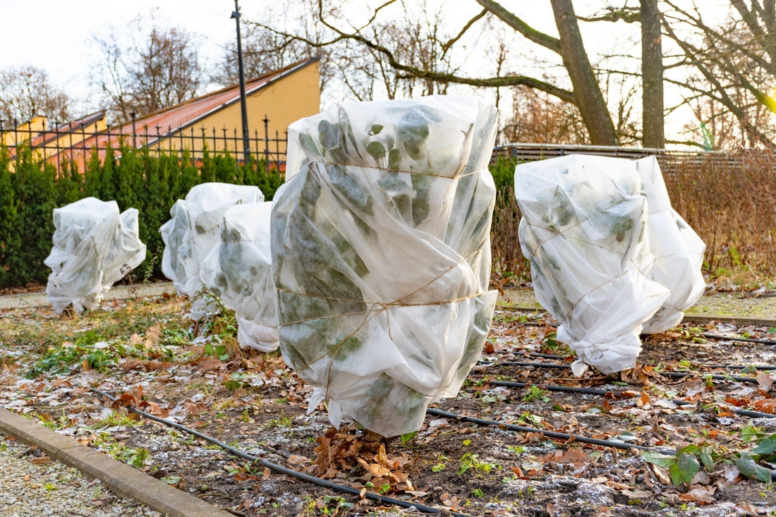 How to Winterproof Your Garden Plants