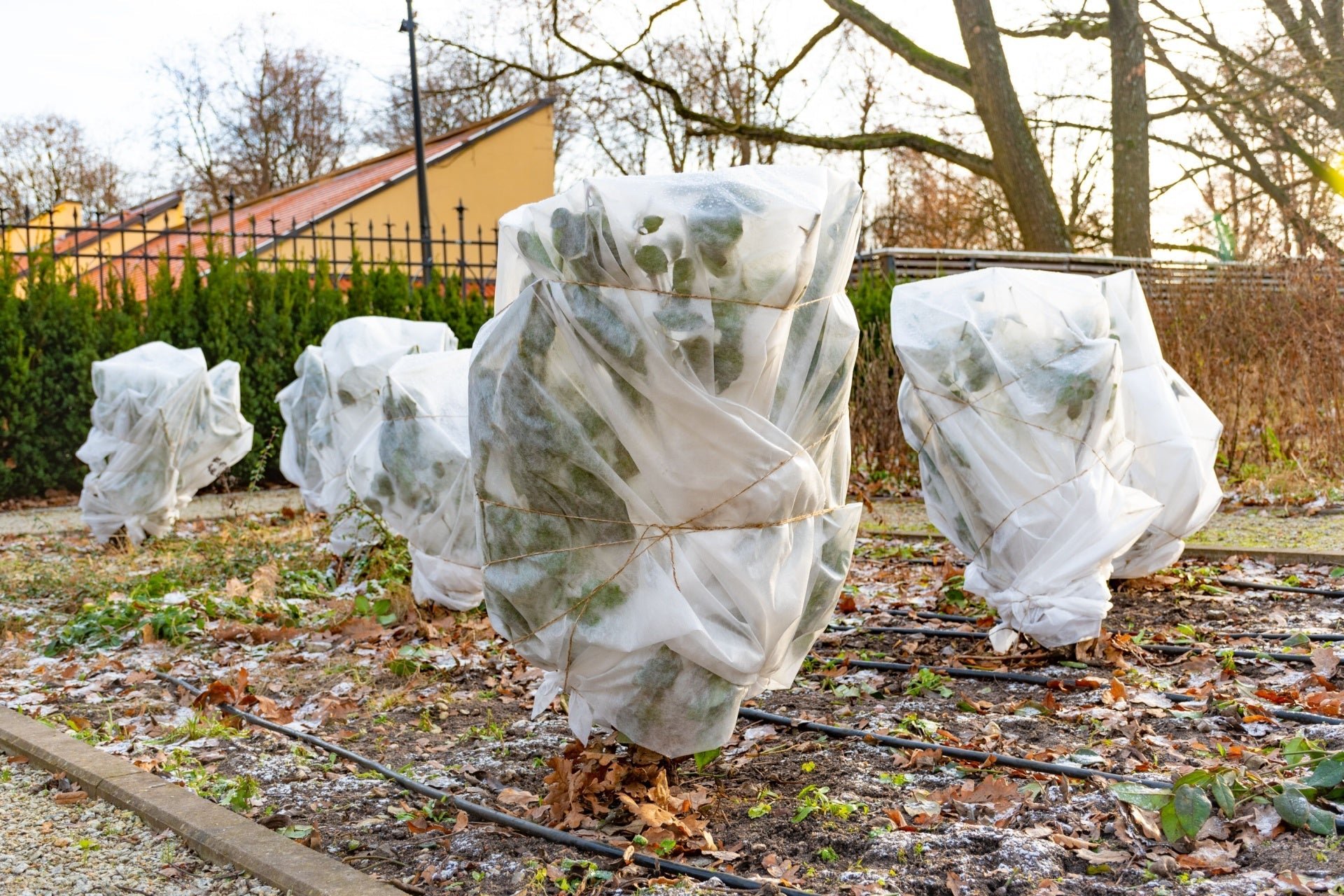 How to Winterproof Your Garden Plants