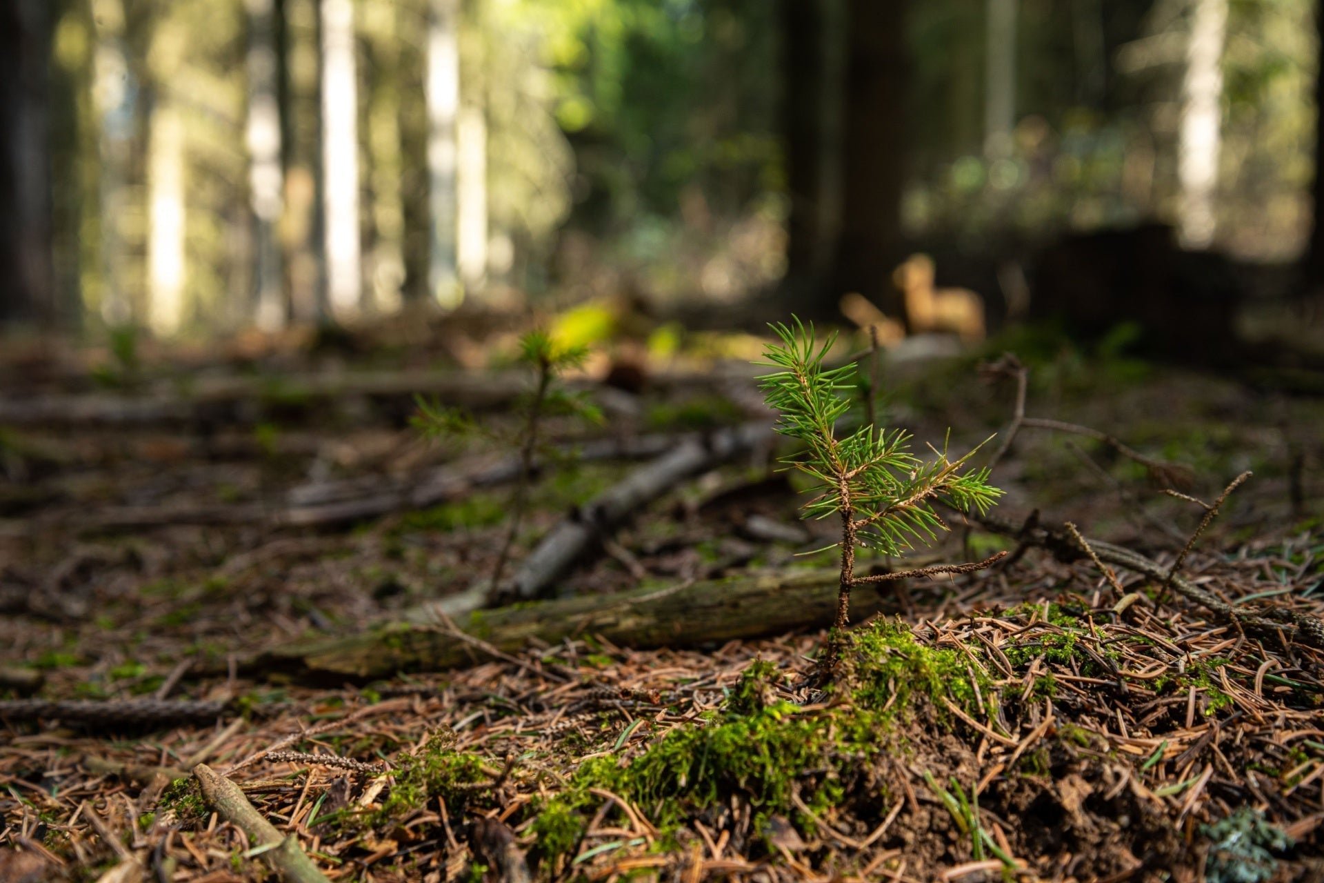Healthy Pine Seedlings, Big Benefits