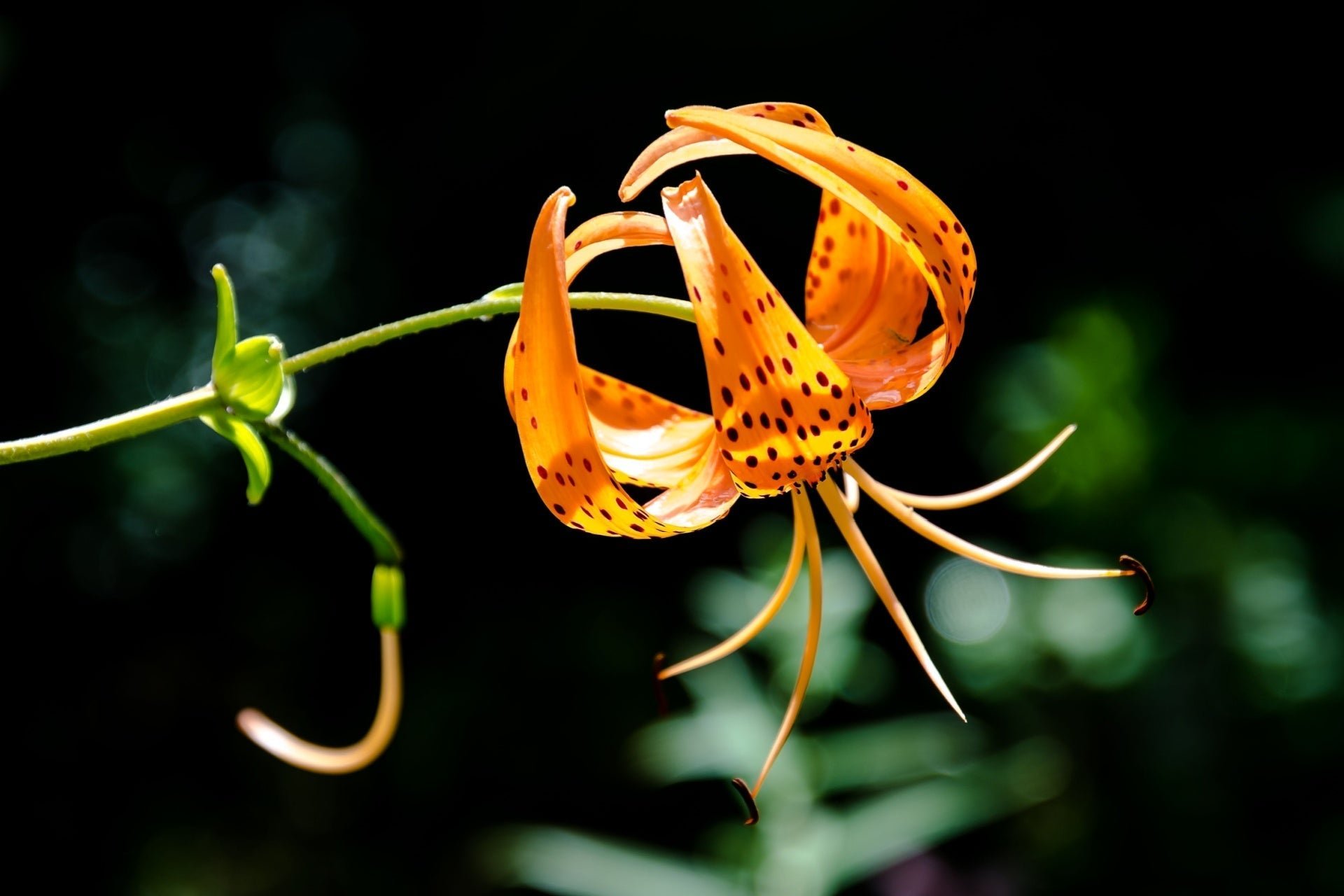 Turk’s Cap Lily: A Tall, Vivid Bloom