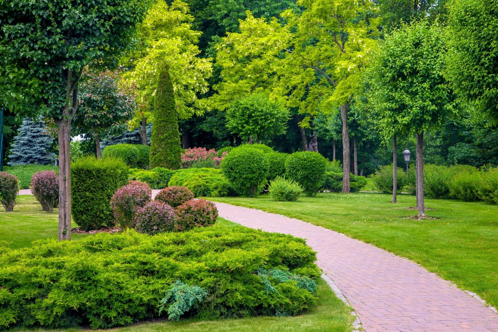 Evergreen Trees