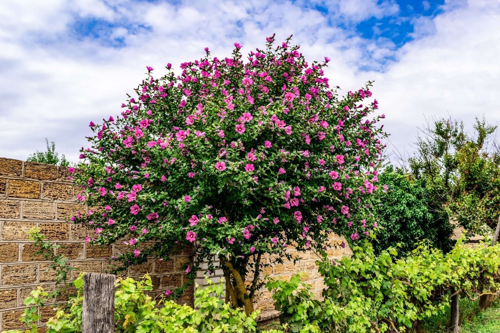 Rose of Sharon