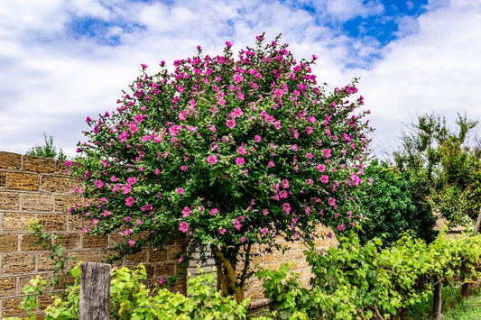 Rose of Sharon